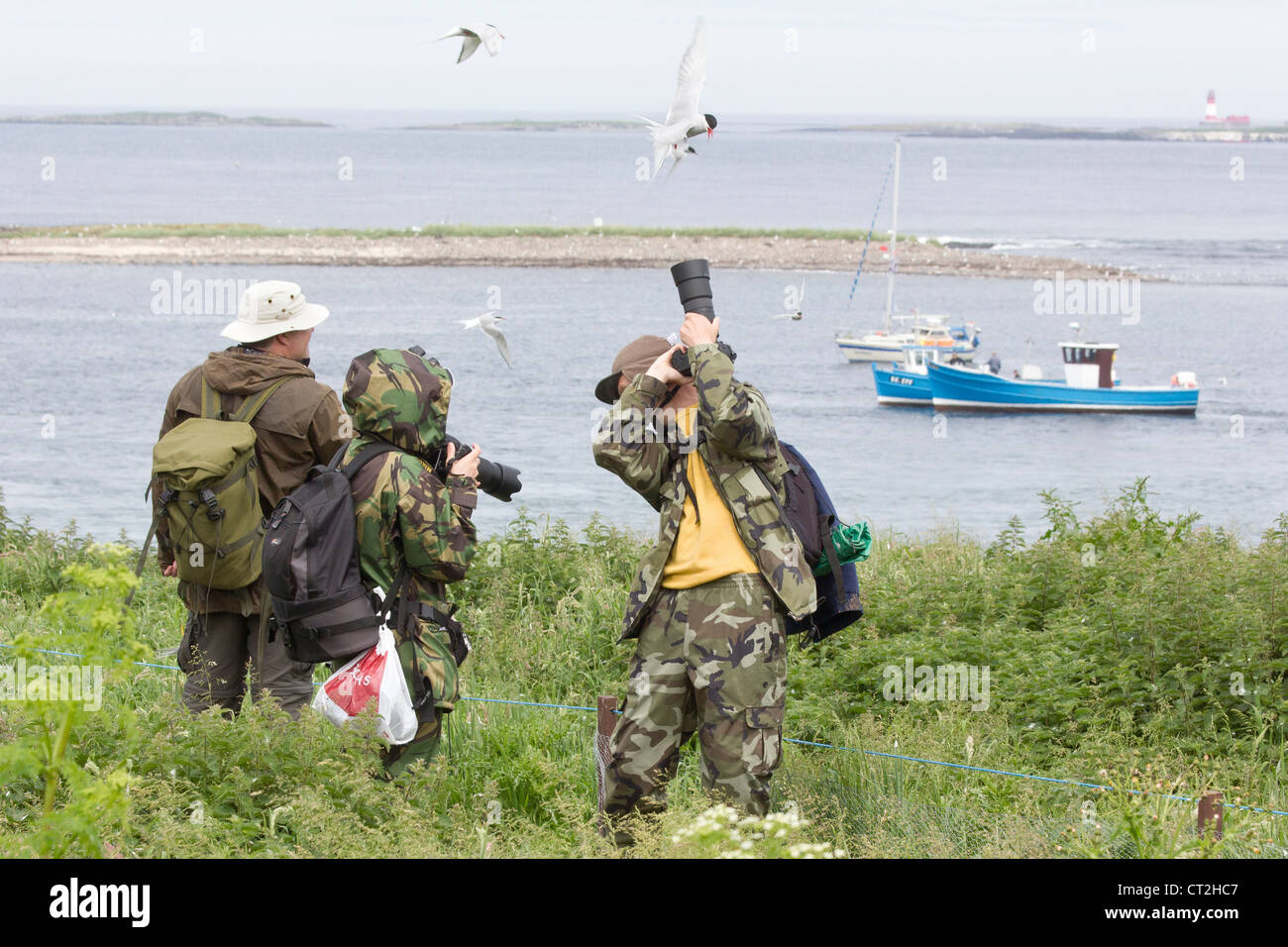 Photographers being attacked by the Arctic Terns on the Inner Farne Stock Photo
