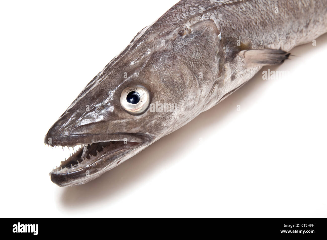 Hake fish sea hires stock photography and images Alamy