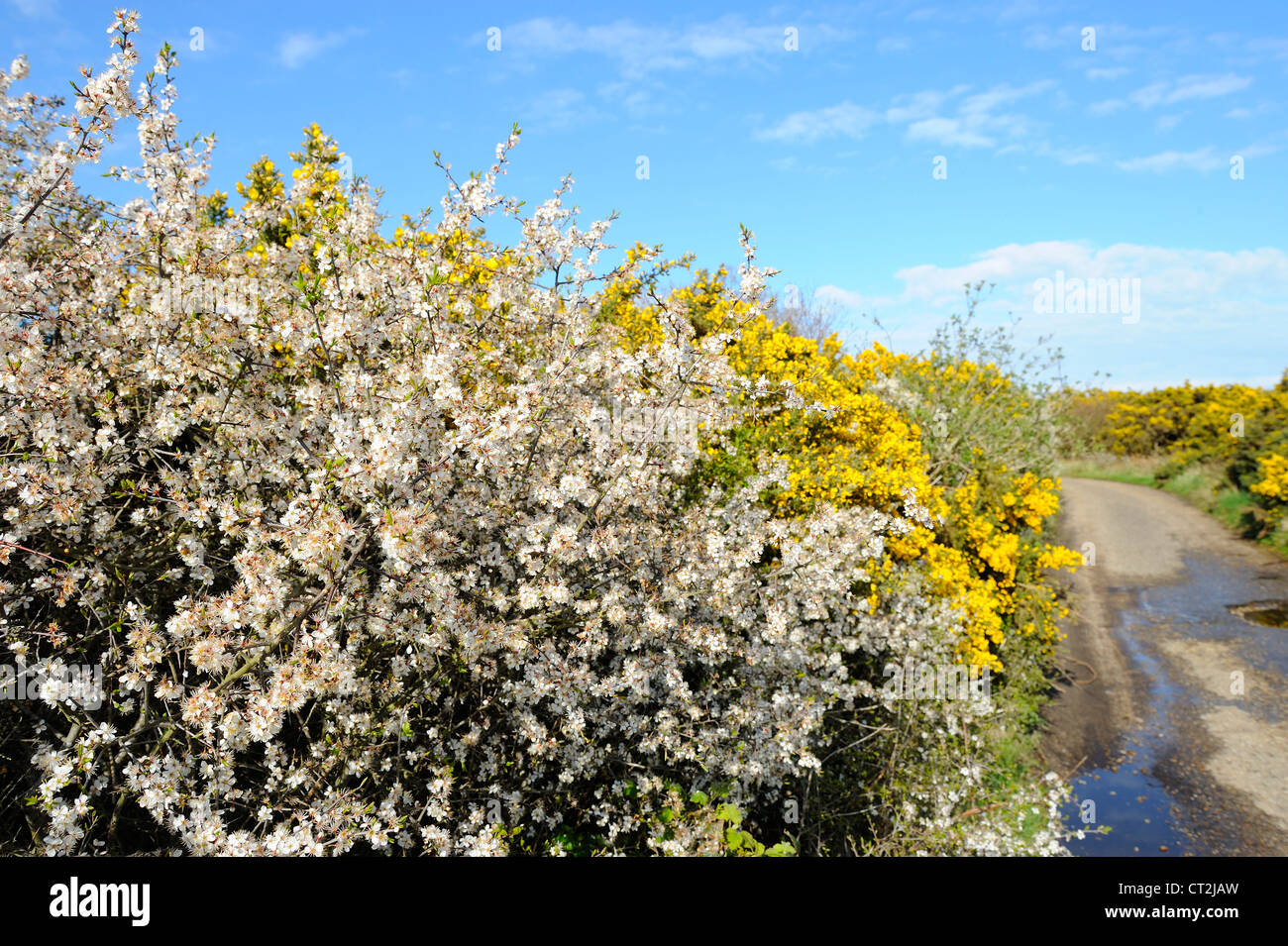 Blackthorn, prunus spinosa, and Ulex europaeus, Common Gorse, flowering beside country lane, North Norfolk, UK, April Stock Photo