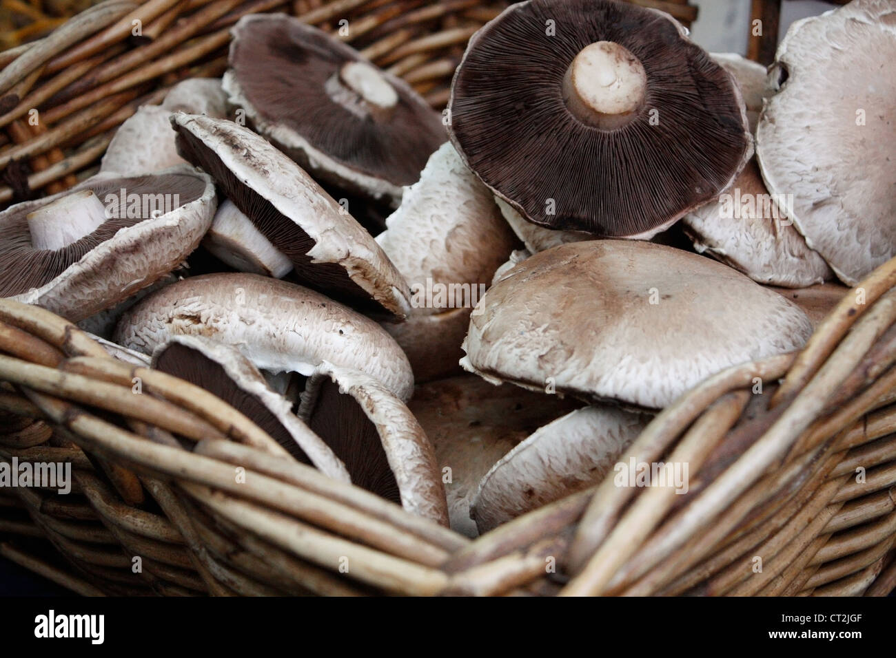 Flat cap mushrooms hires stock photography and images Alamy