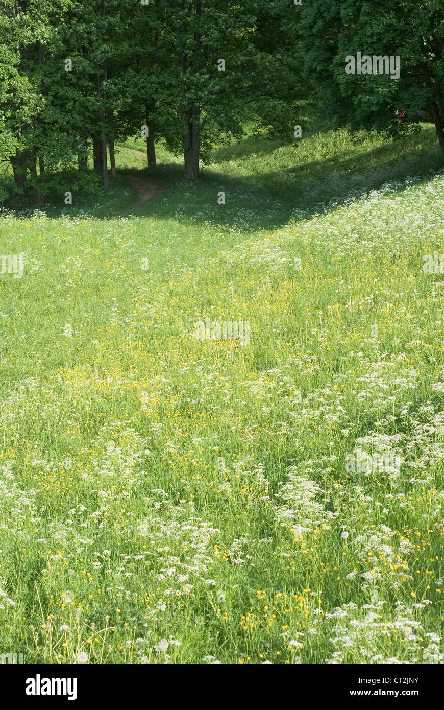 Peaceful Meadow with Wild Flowers in Spring Stock Photo