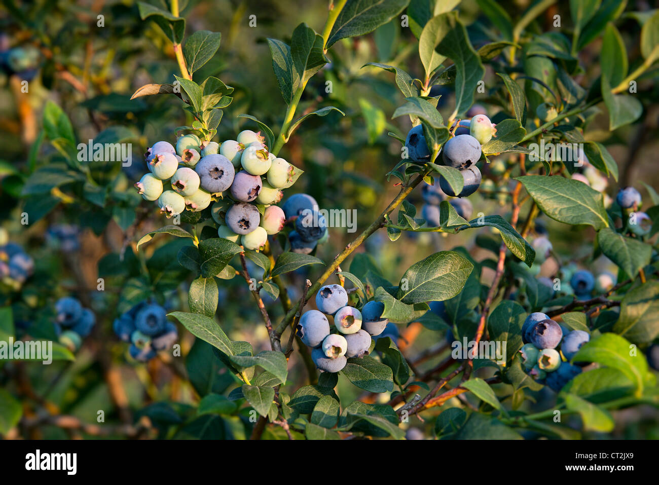 Blueberry bush, New Jersey, USA Stock Photo Alamy