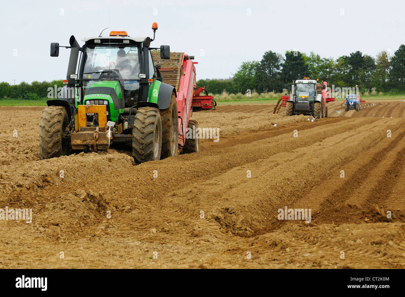 Stone picking machine constructing baulks prior to planting of potato crop, Norfolk, UK, May Stock Photo