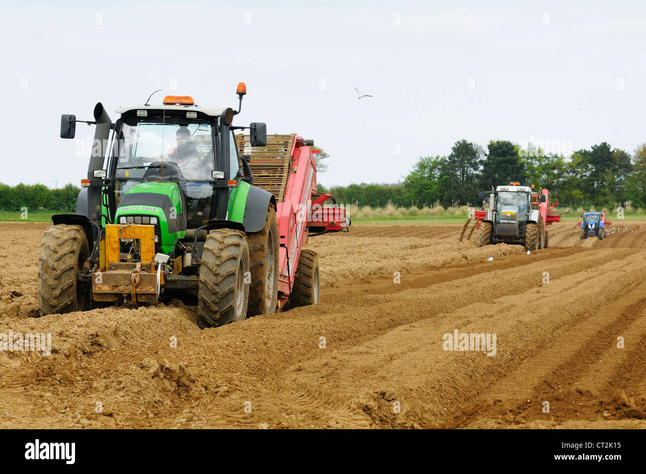 Stone picking machine constructing baulks prior to planting of potato crop, Norfolk, UK, May Stock Photo