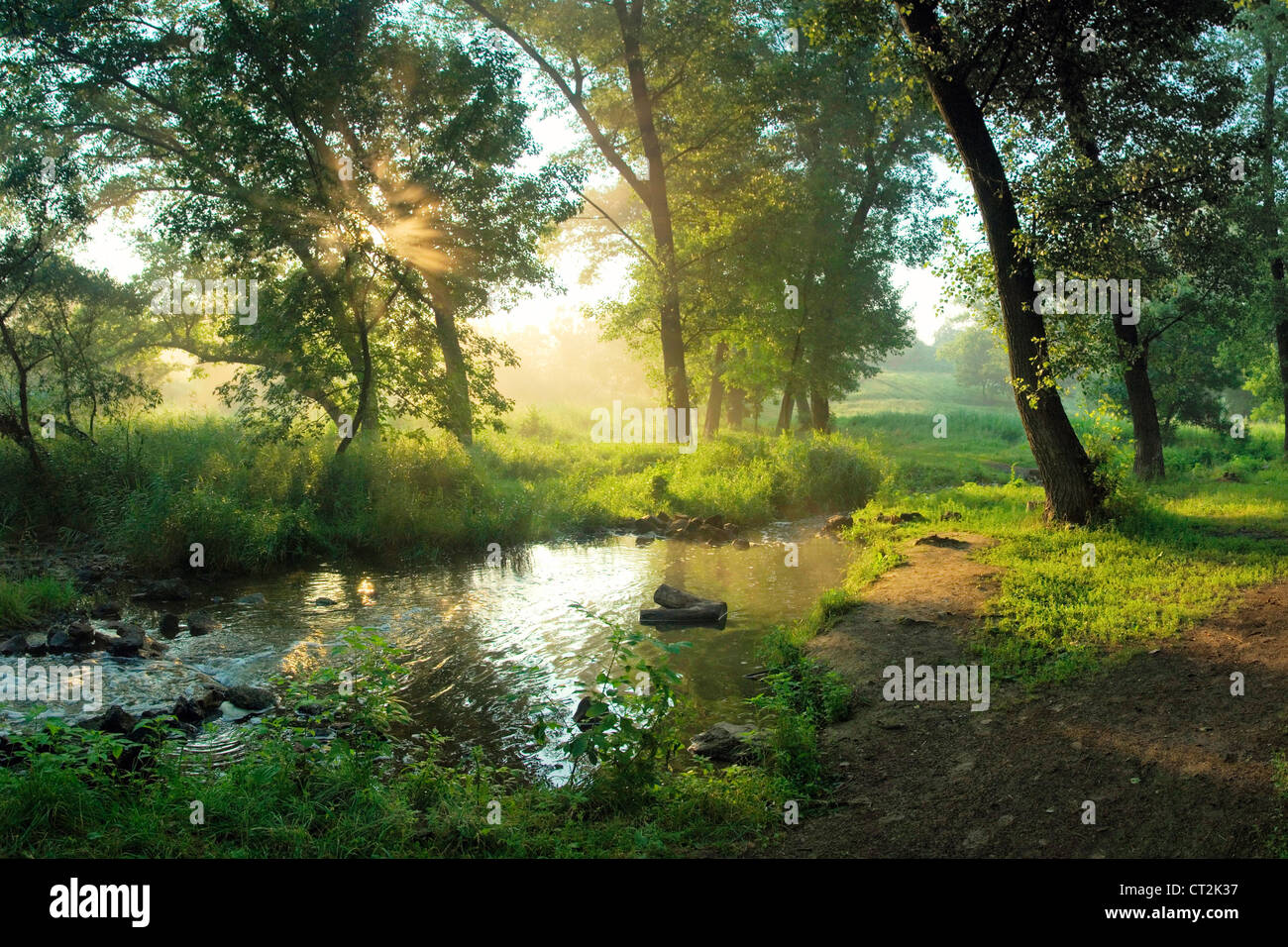 Beautiful summer morning in wood with sun rays and a fog from the river Stock Photo