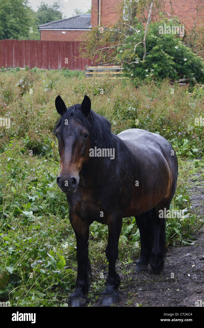 Horse stood in field Equus ferus caballus Newark-on-Trent, Newark, Nottinghamshire, England, UK Stock Photo