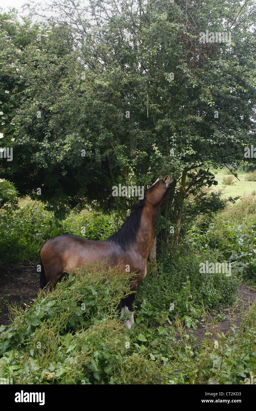 Horse eating leaves from Common Hawthorn Equus ferus caballus Crataegus