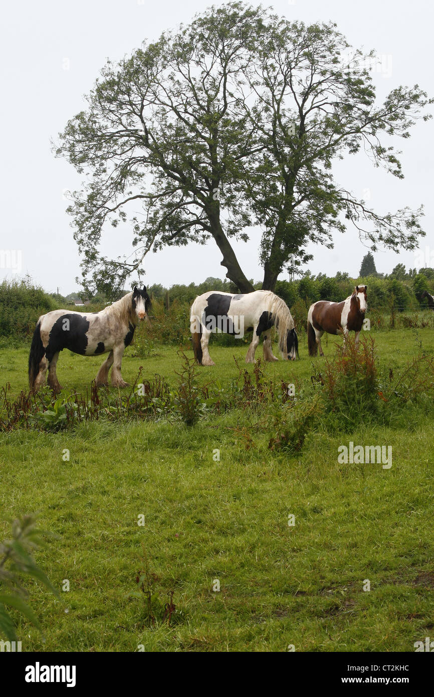 Three horses stood in field Equus ferus caballus Newark-on-Trent, Newark, Nottinghamshire, England, UK Stock Photo