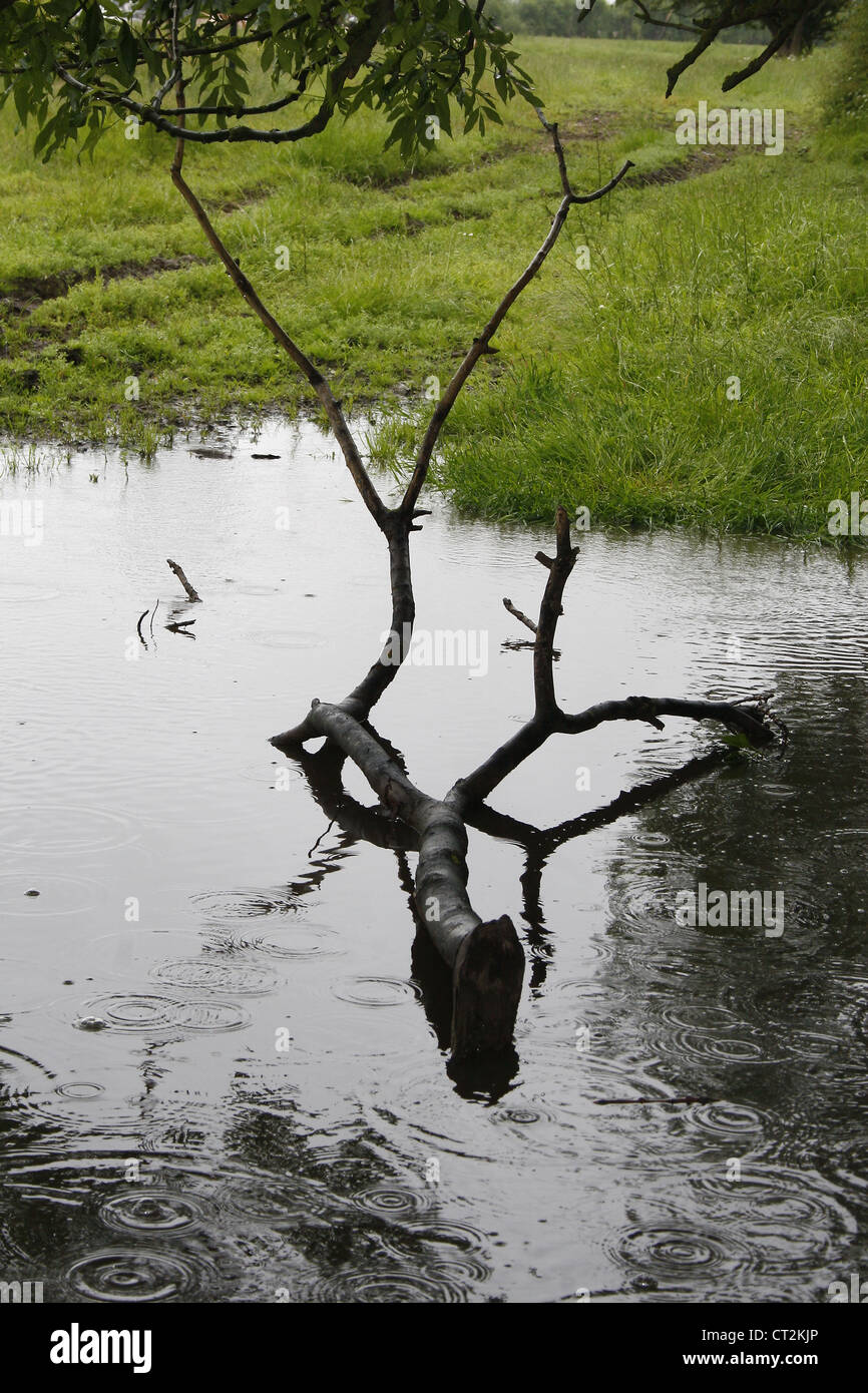 Tree branch of Rowan in puddle in field Sorbus aucuparia Newark-on-Trent, Newark, Nottinghamshire, England, UK Stock Photo