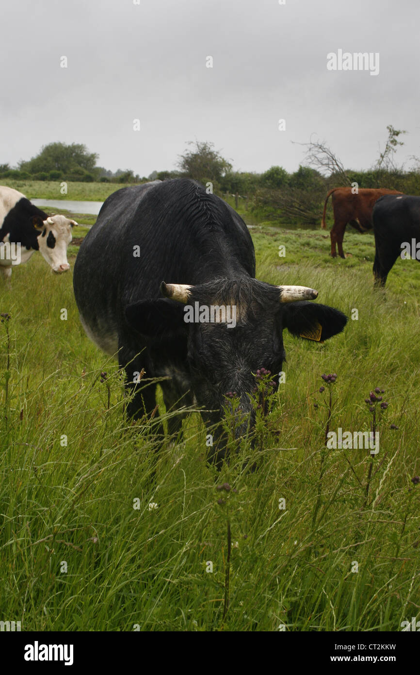 cows in field Bos primigenius Newark-on-Trent, Newark, Nottinghamshire, England, UK Stock Photo