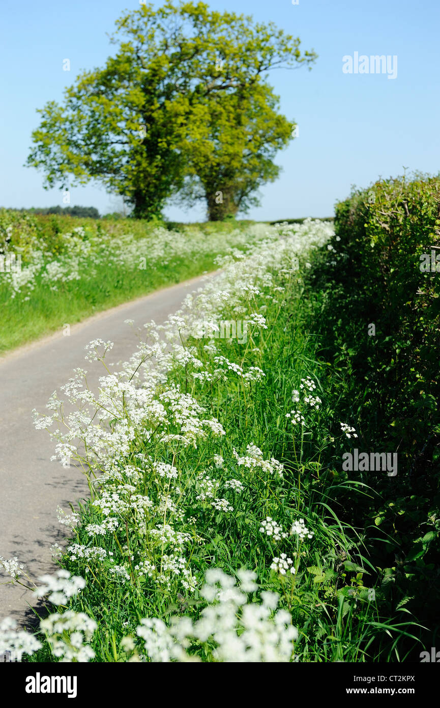 Country by road with Cow parsley growing on verges, Norfolk, UK, May Stock Photo
