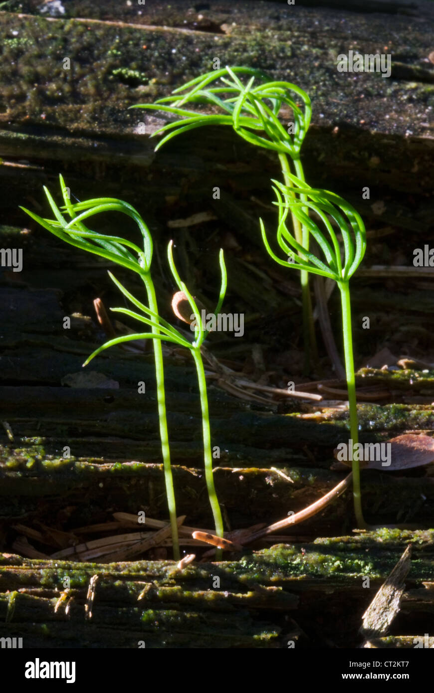 Seedlings of Oregon pines on a dead, rotting tree trunk Stock Photo