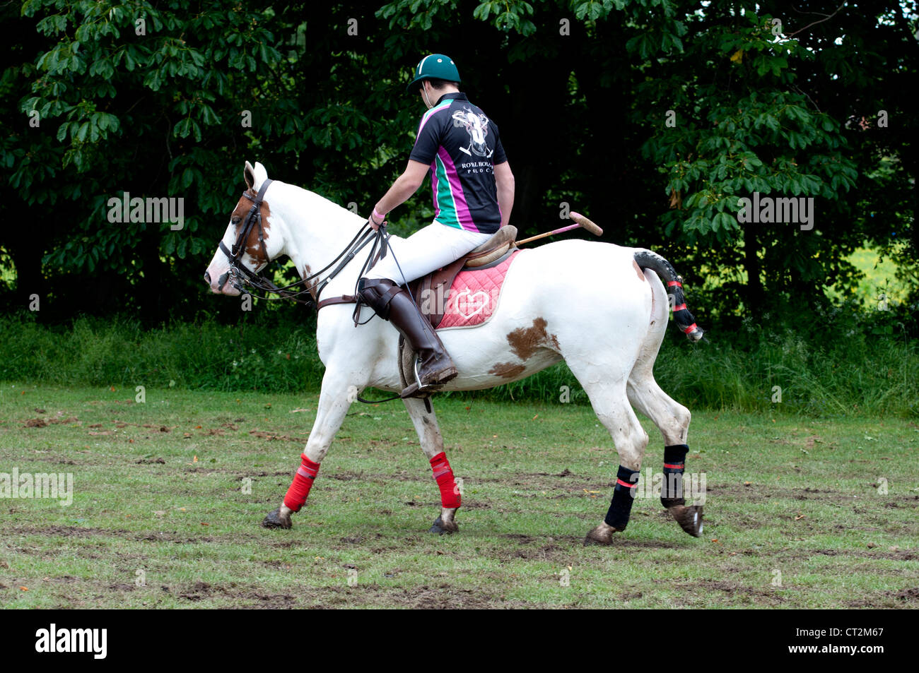 Skewbald polo pony and rider Stock Photo