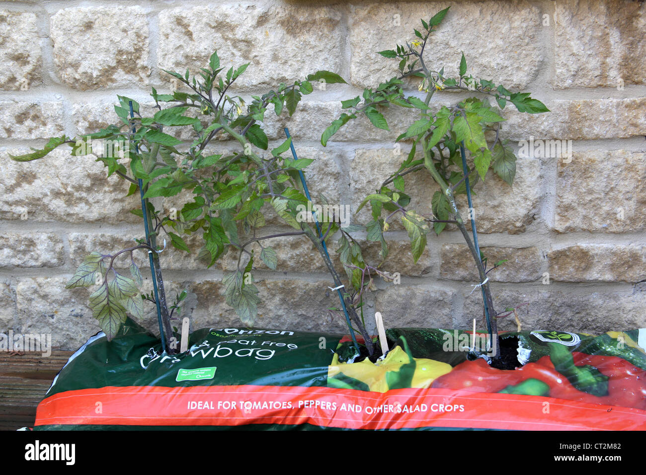 Home grown tomatoes growing against a brick wall. Stock Photo