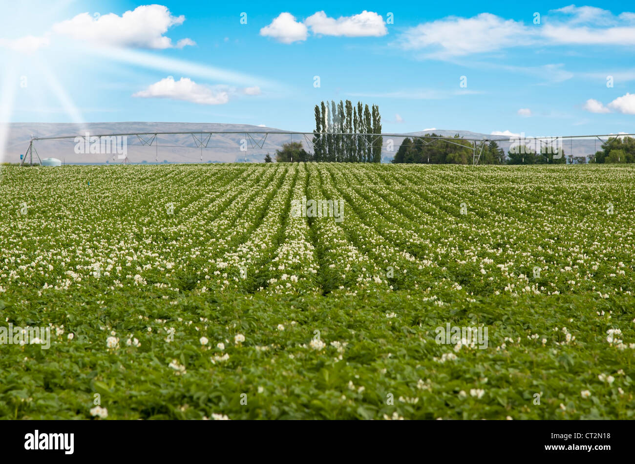 green potato field and blue sky landscape Stock Photo Alamy