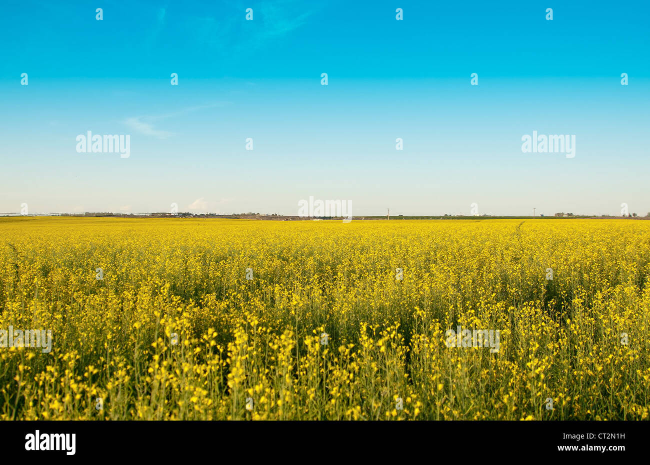 Cultivate rapeseed field oil hi-res stock photography and images - Alamy