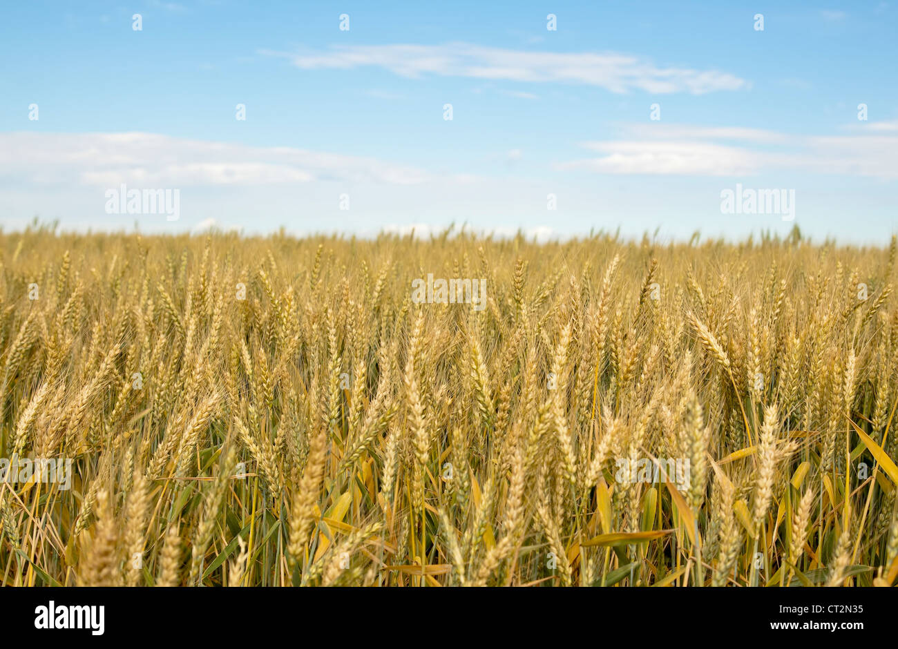 wheat field with blue sky in background Stock Photo - Alamy