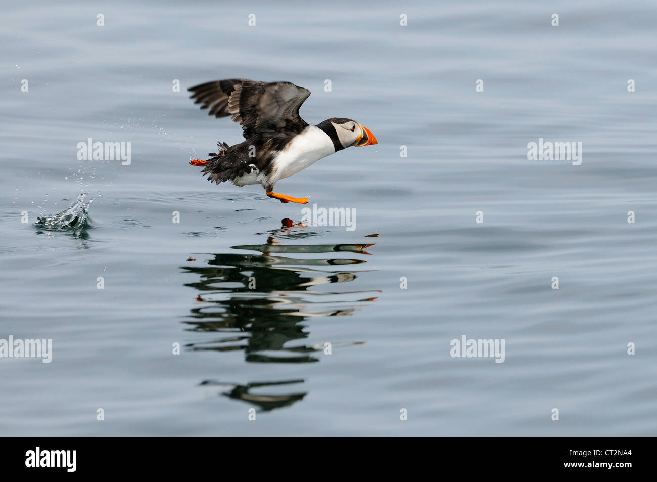 Puffin Running High Resolution Stock Photography and Images - Alamy