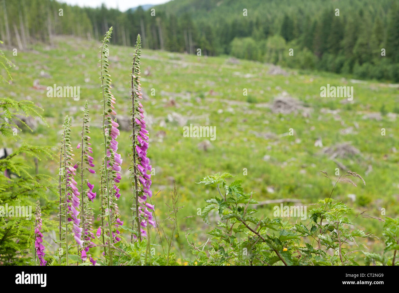 Foxglove flowers sit by a clear cut. Stock Photo