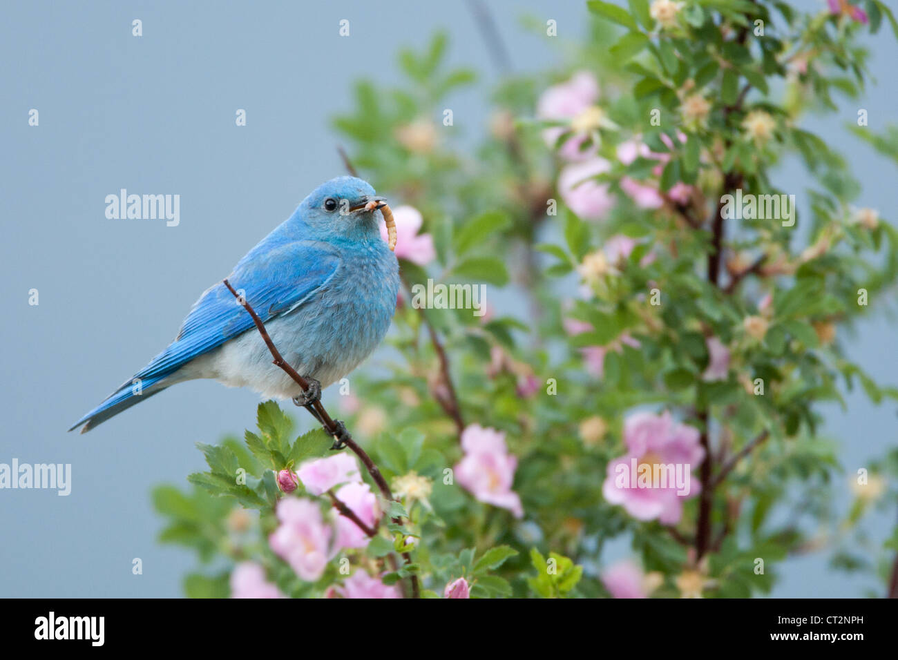 Mountain Bluebird on Wild Rose flowers blooms blossoms perching with