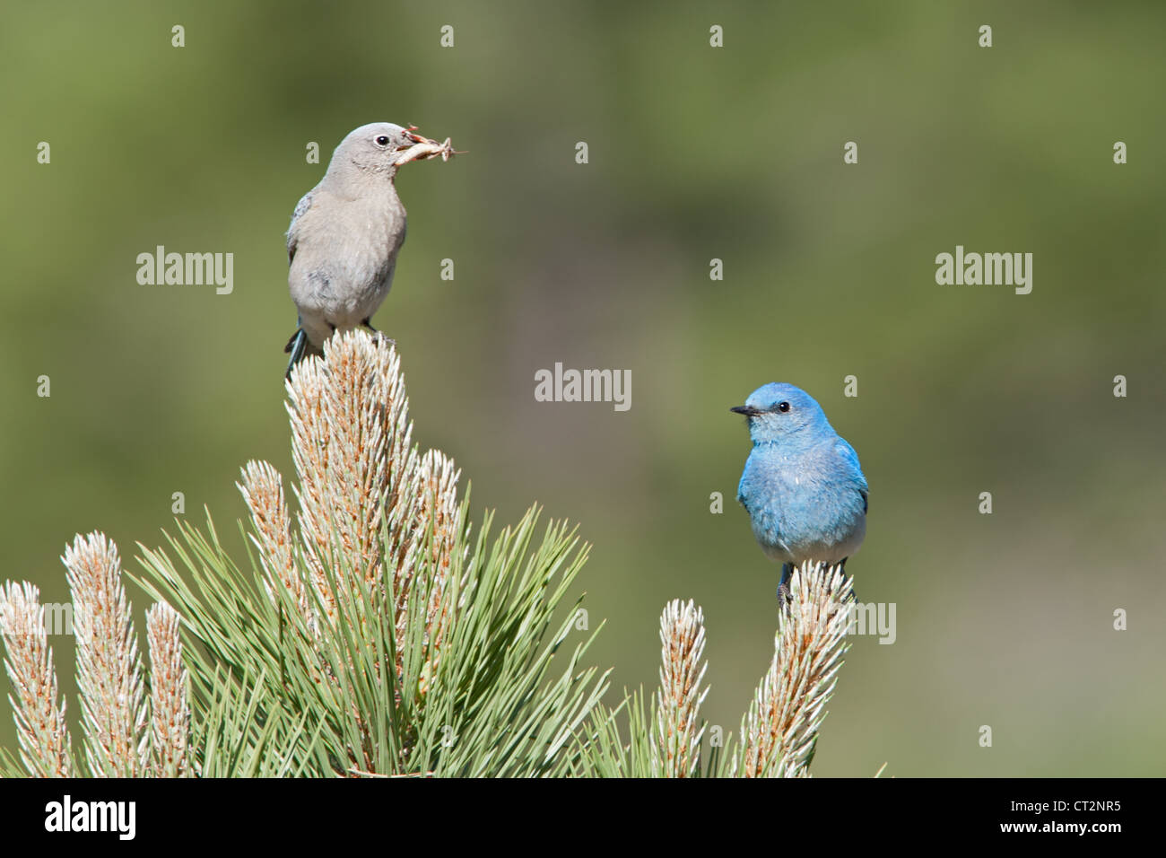 Male and Female Mountain Bluebirds Stock Photo - Alamy