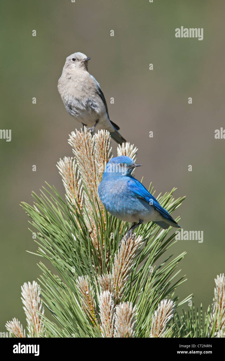 Male and Female Mountain Bluebirds Stock Photo - Alamy