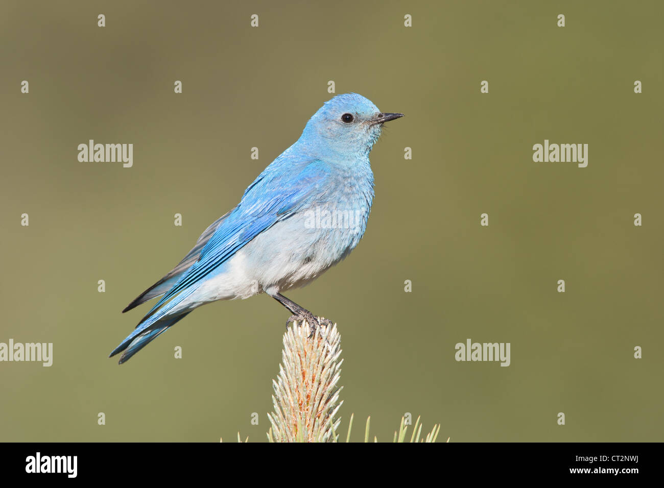 Mountain Bluebird bird songbird ornithology nature Rocky Mountains ...