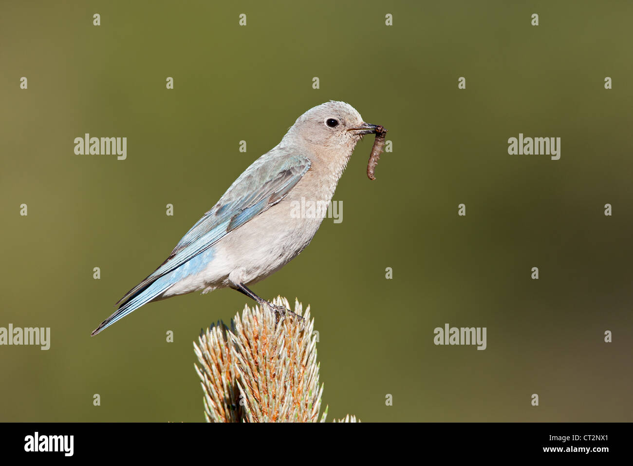 Female Mountain Bluebird Stock Photo - Alamy
