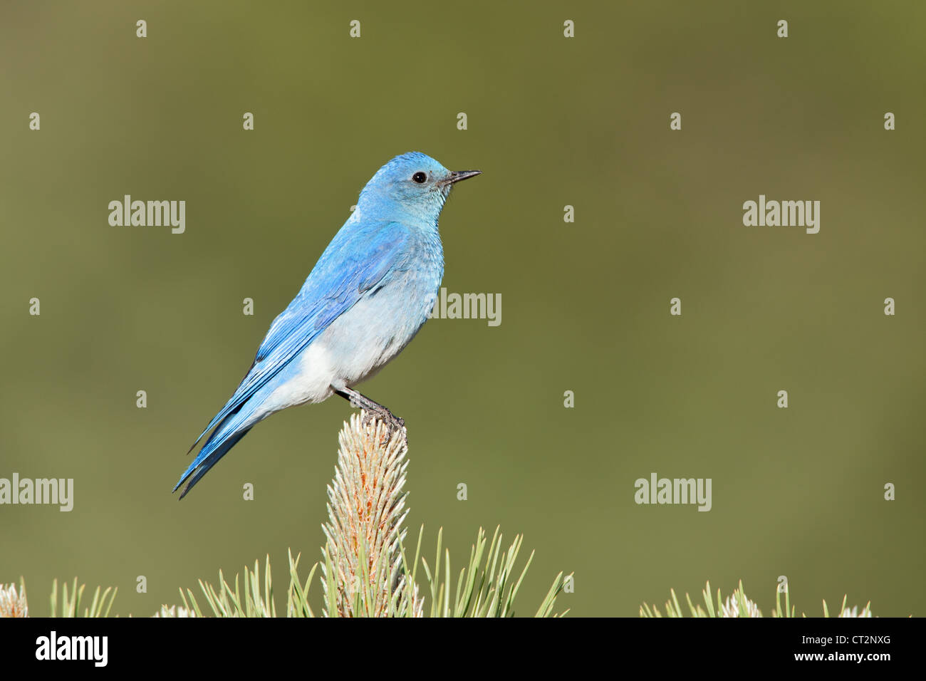 Mountain Bluebird bird songbird ornithology nature Rocky Mountains National Park RMNP Rockies Colorado Stock Photo
