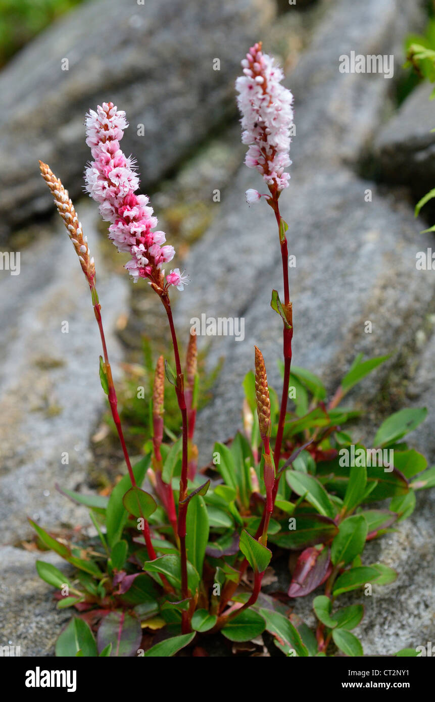 persicaria, (knotweed), Stock Photo