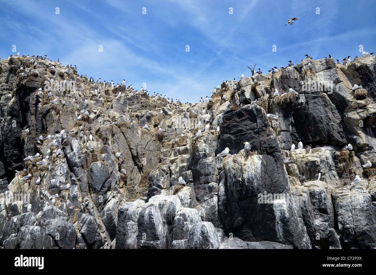 Guillemot breeding colony, uria aalge, farne islands, Northumberland ...