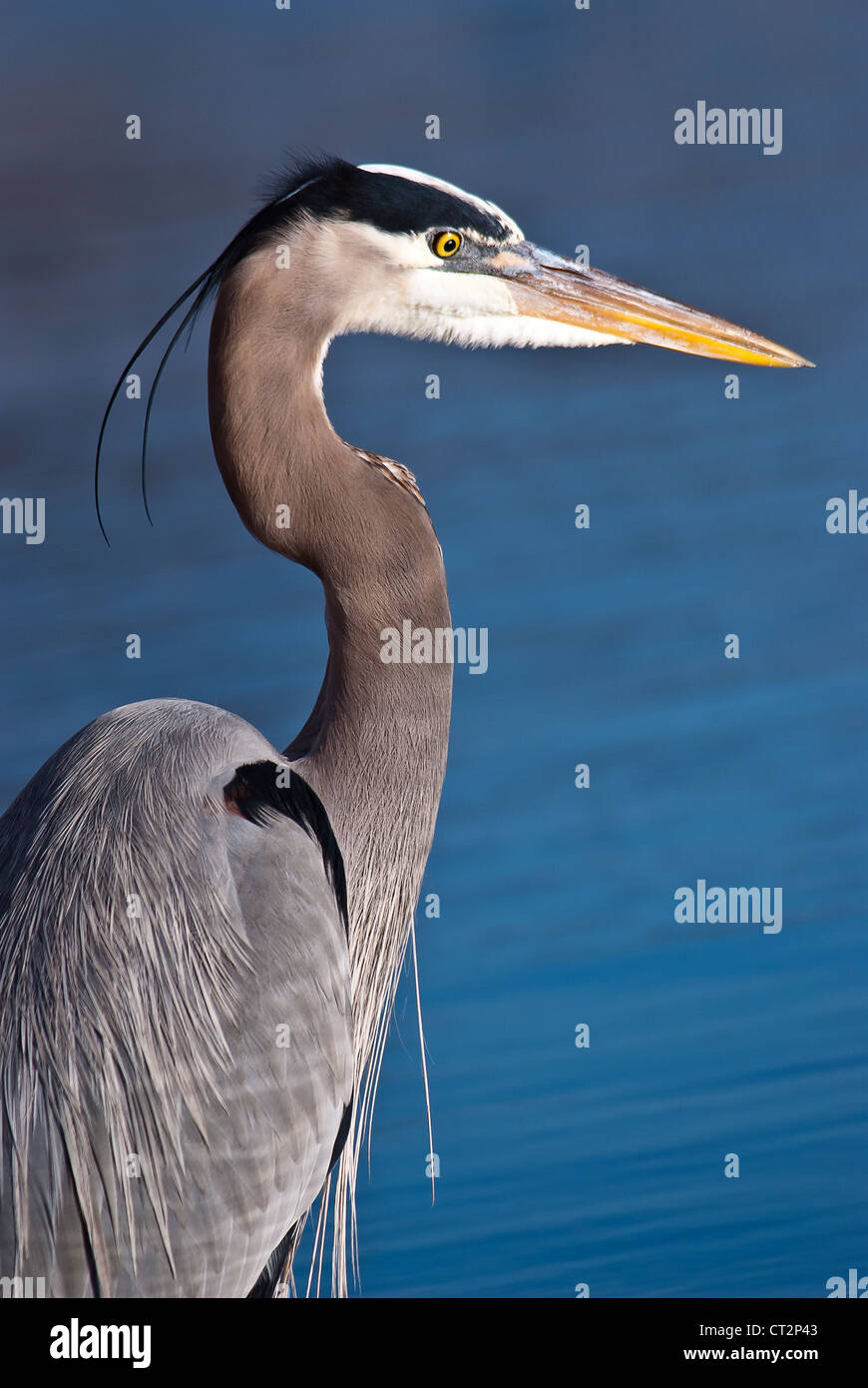 Great Blue Heron (Ardea herodias) Stock Photo