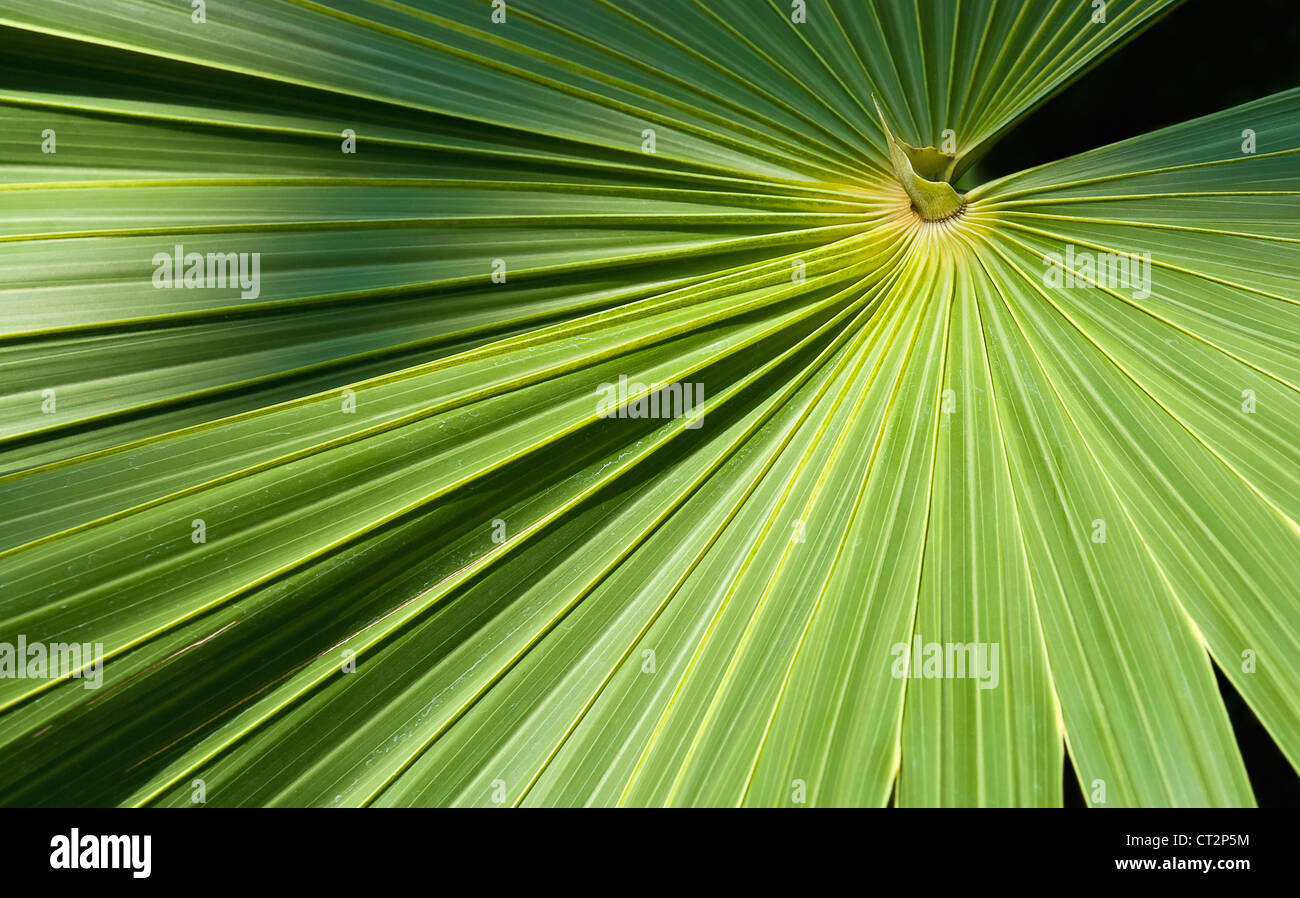 Closeup of palm tree leaf Stock Photo