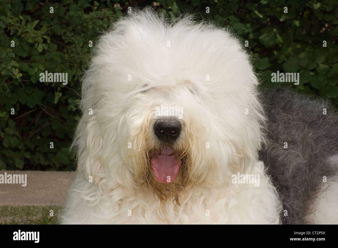 Friendly Old English Sheepdog dressed for the Fourth of July Stock Photo -  Alamy