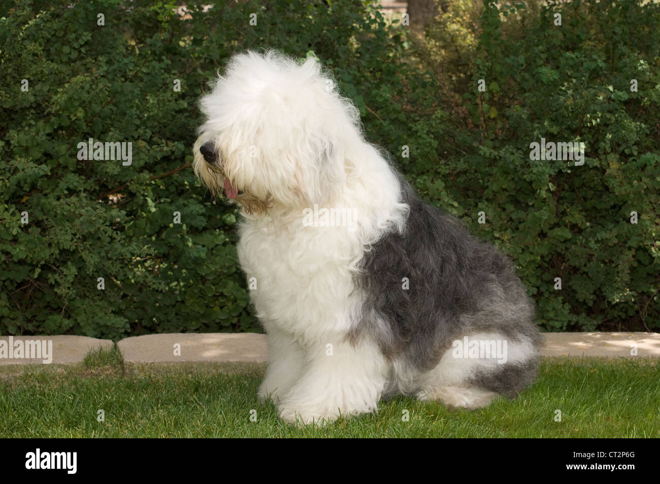 Mais de 3 imagens grátis de Old English Sheepdog e Cachorro - Pixabay