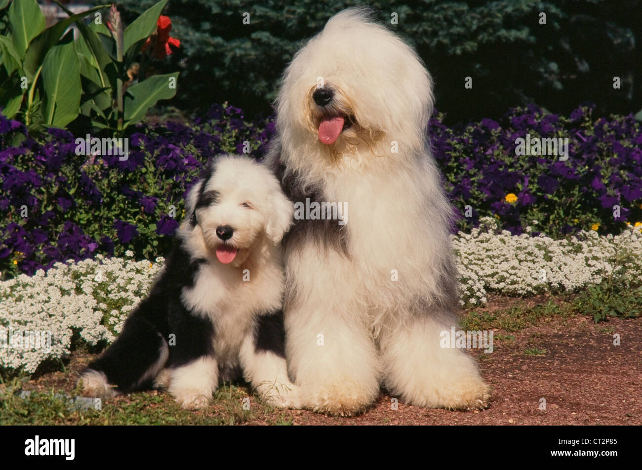 Old English Sheepdog, 1 Year old, sitting in front of white background  Stock Photo by ©lifeonwhite 10886126