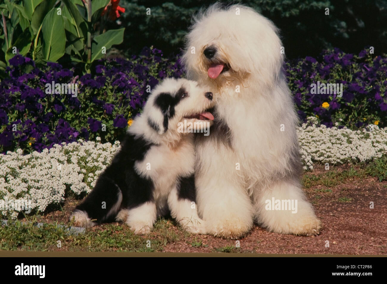 Sheepdog Inglês Velho (bobtail) Imagem de Stock - Imagem de puro,  produzido: 14317491