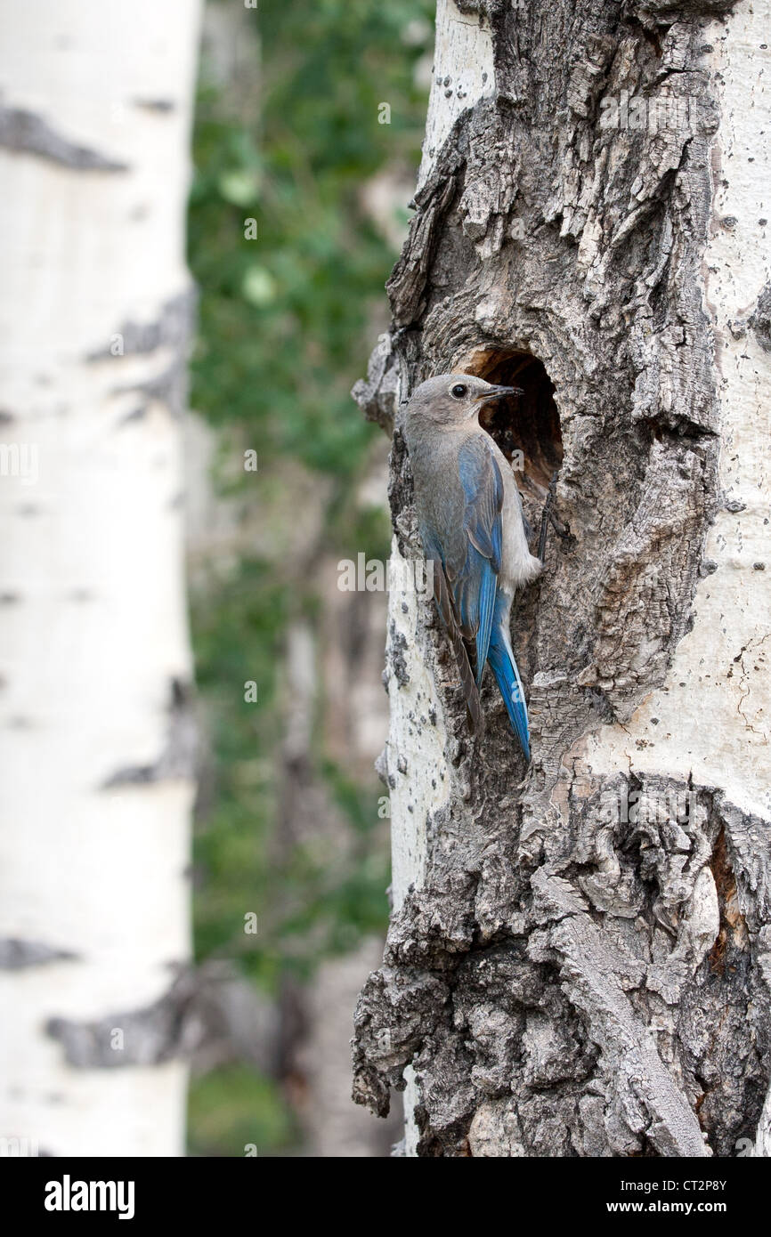 Mountain Bluebird perched at nest cavity in Aspen Tree bird songbird ornithology nature - vertical Stock Photo