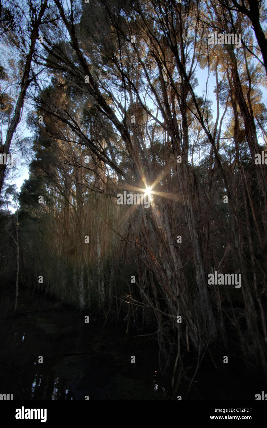 Swamp Paperbark ( Melaleuca ericifolia ) stand with sun shining through Stock Photo