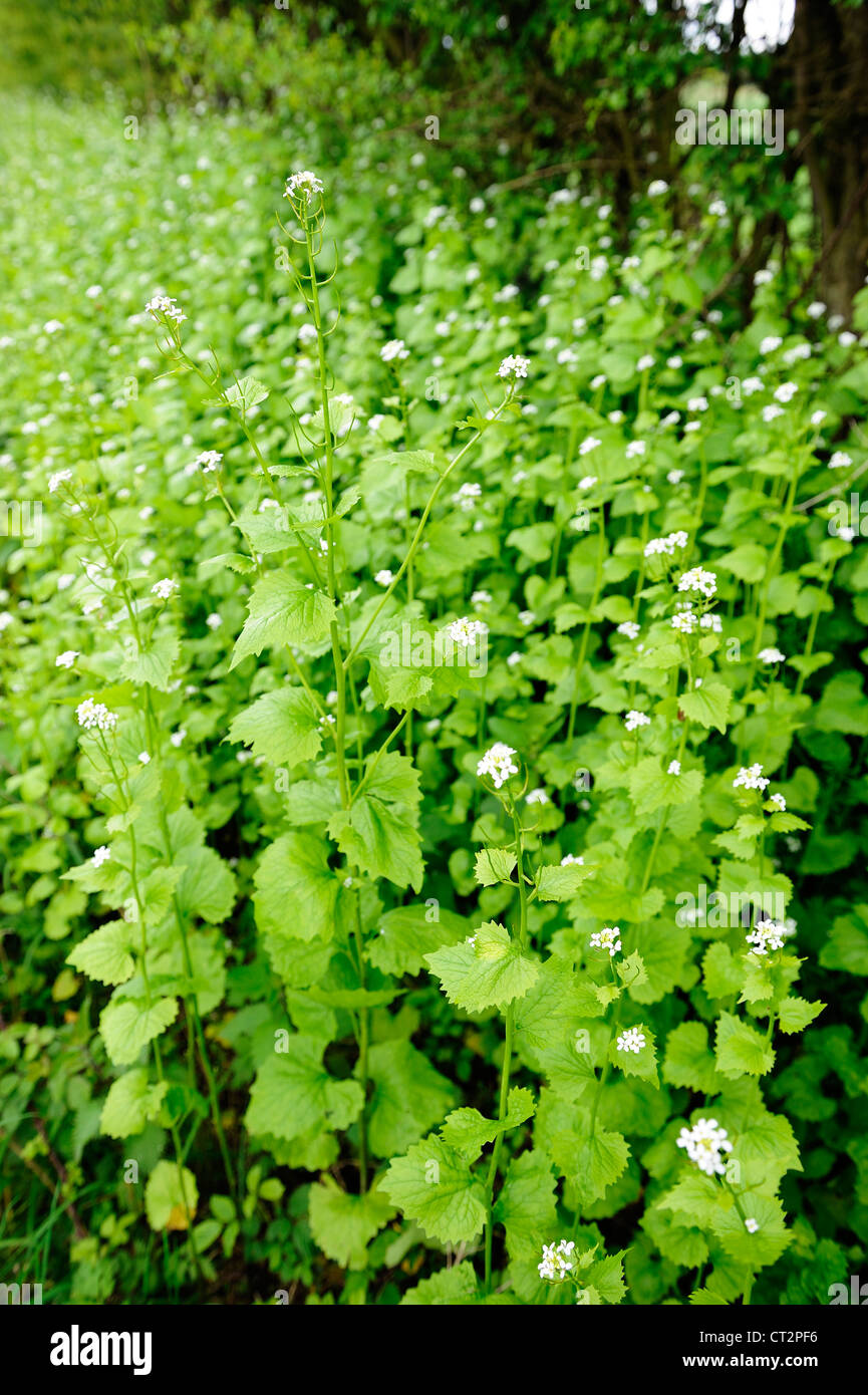 Garlic Mustard, alliaria petiolata, foodplant of the orange tip butterfly, growing beside country road, Norfolk, UK, May Stock Photo