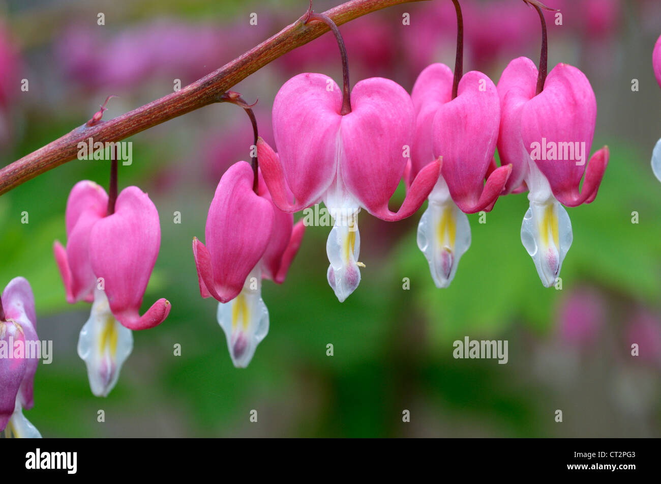 Dicentra, bleeding hearts, Flowers on stem, Norfolk, May Stock Photo