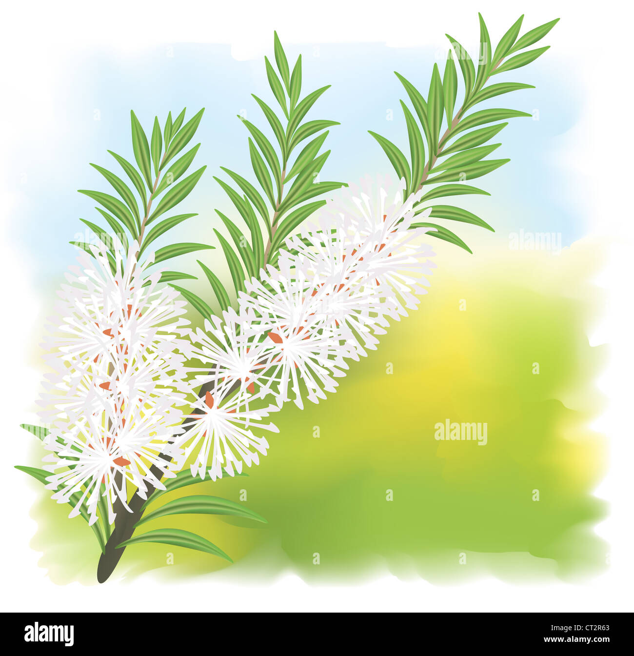 Melaleuca - tea tree. Vector illustration on fullcolor background. Stock Photo