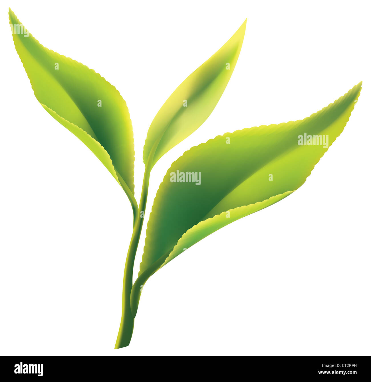 Fresh green tea leaf on white background. Vector illustration Stock ...