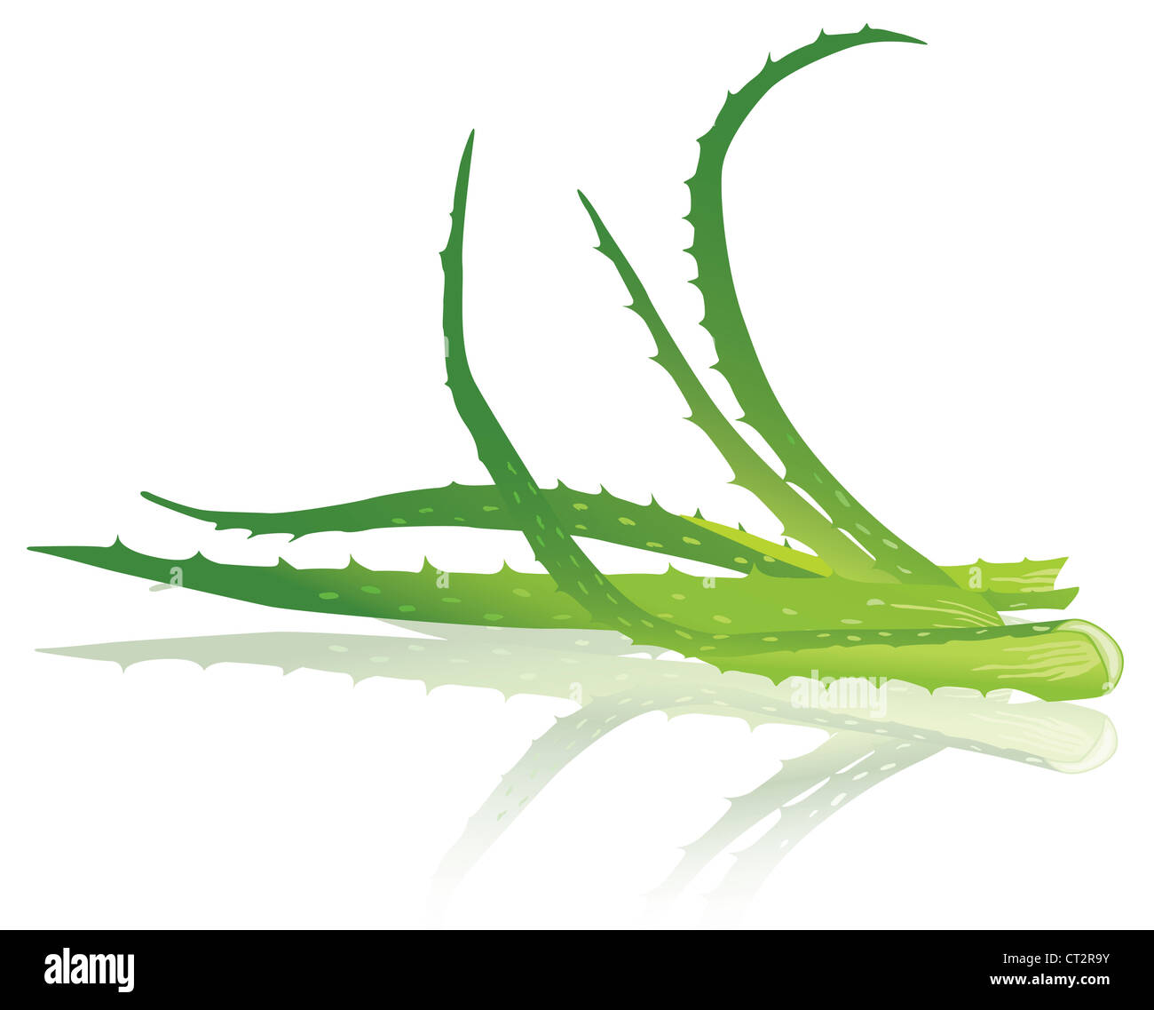 Aloe vera leaves. Vector illustration Stock Photo