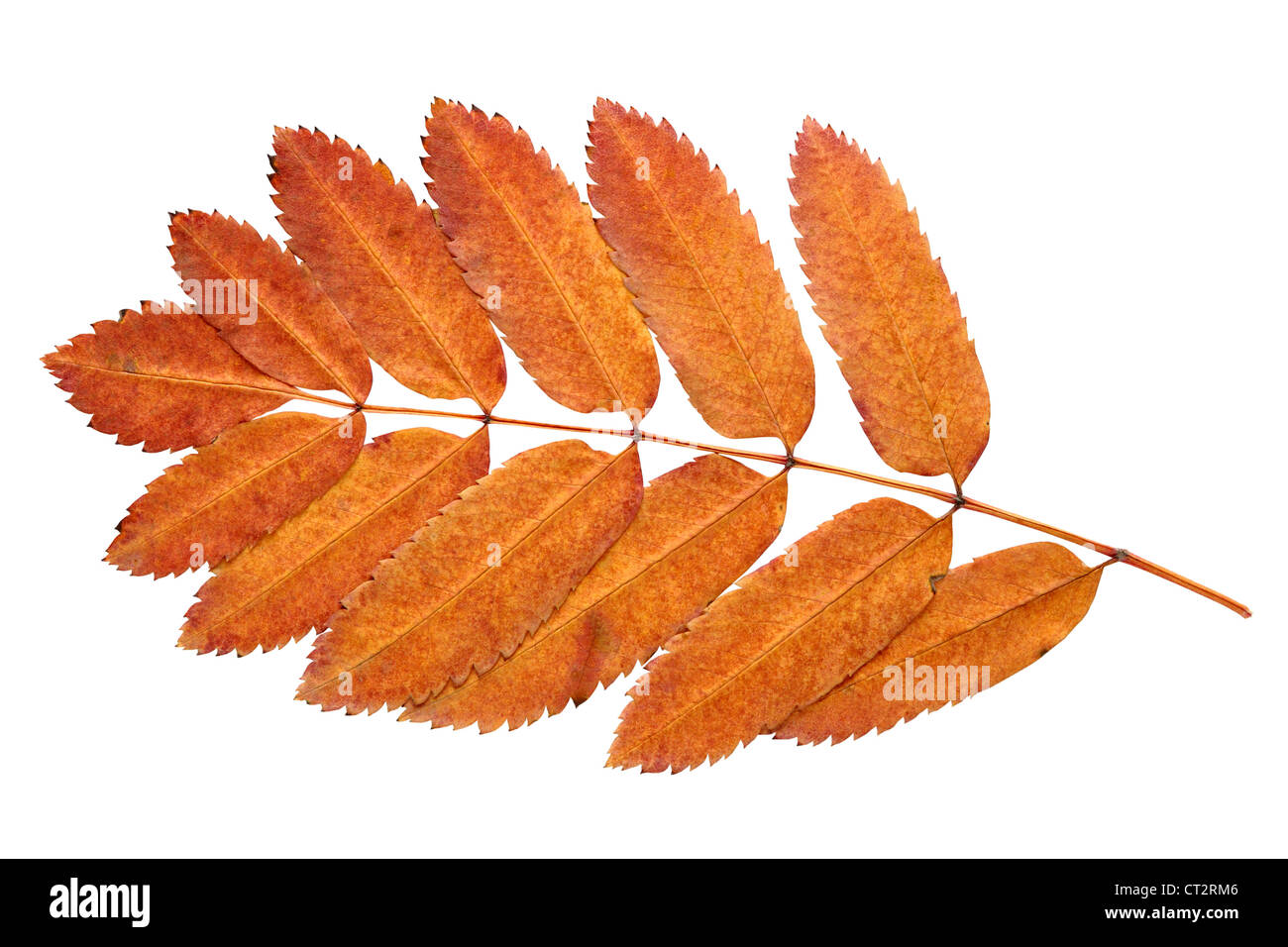 Branch of autumn leaves isolated on white background Stock Photo - Alamy