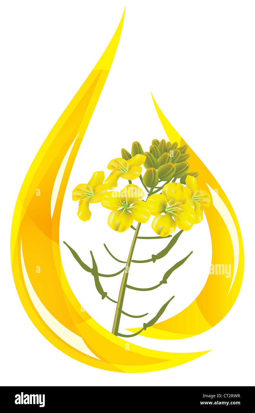 Mustard oil. Stylized drop of oil and mustard flower. Vector