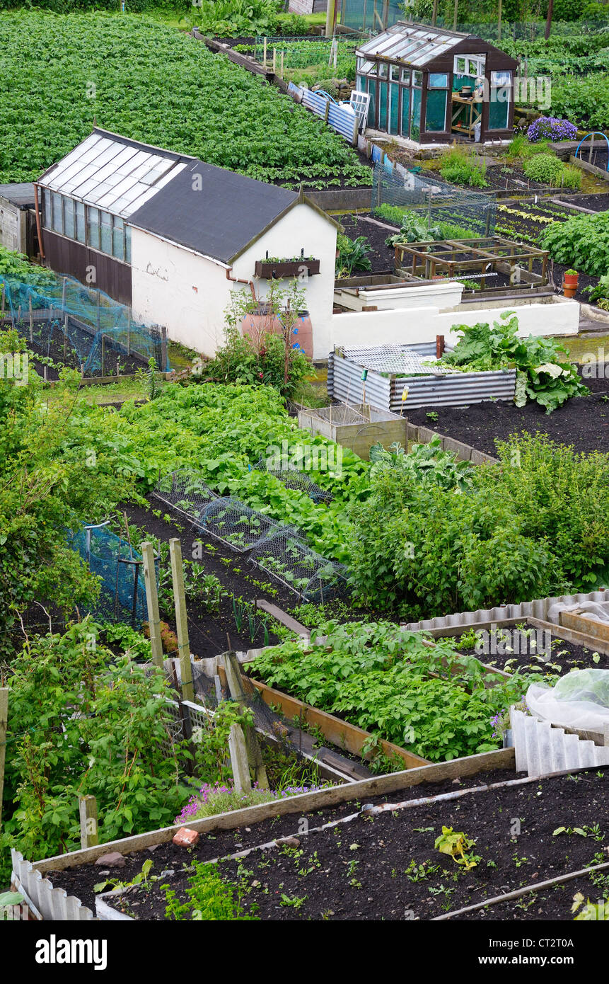 Allotments with raised beds and sheds UK, june Stock Photo
