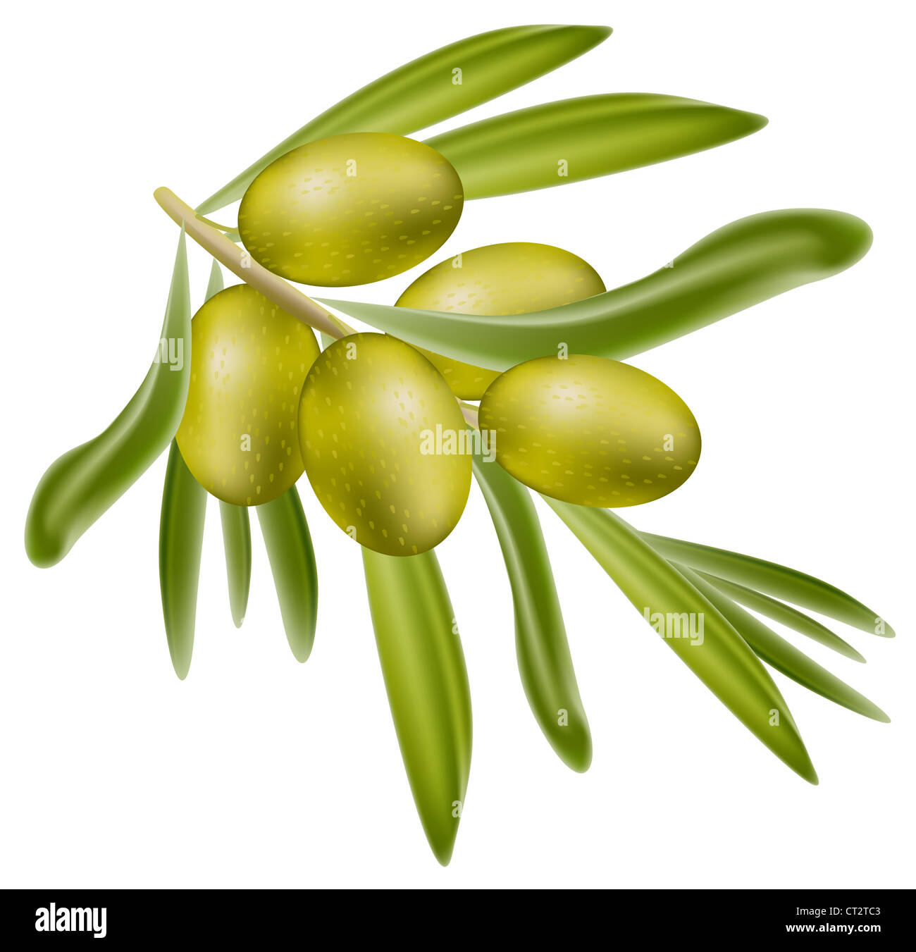 A branch of green olives. Vector illustration on white background Stock ...