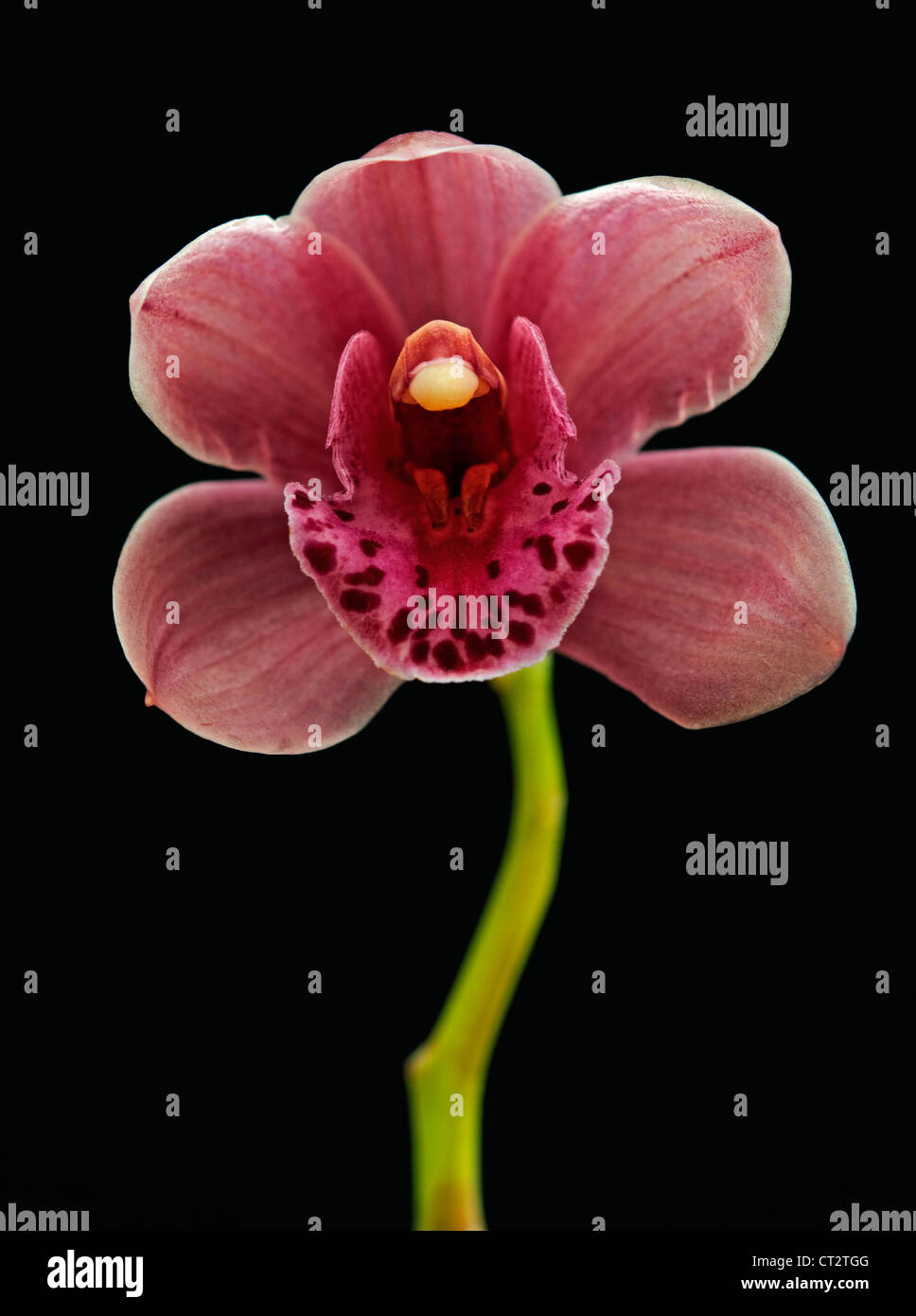 Cymbidium orchid hi-res stock photography and images - Alamy