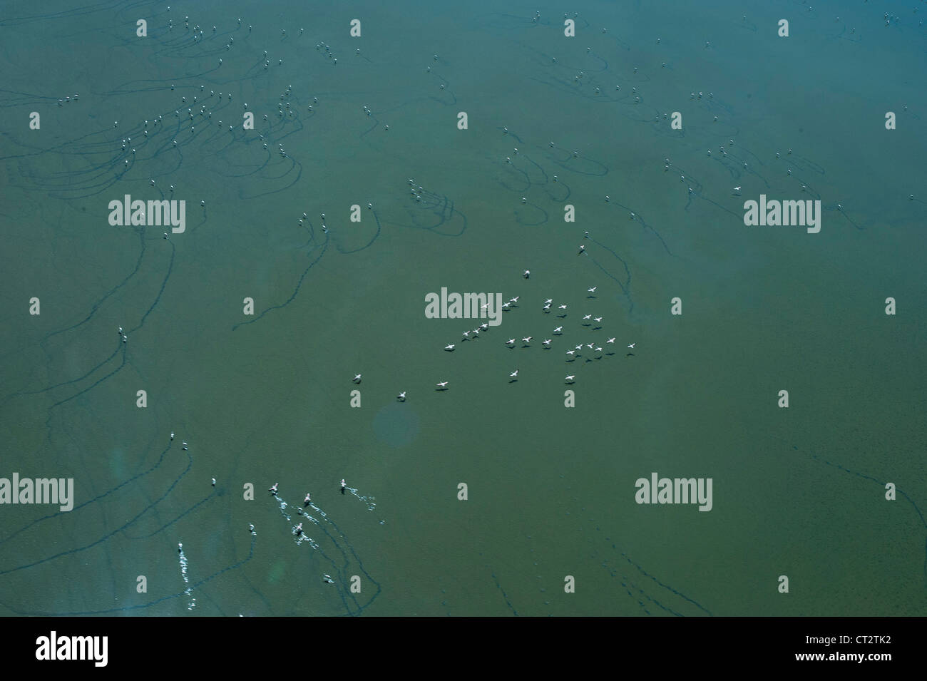 Aerial shot of flamingos on Lake Magadi Stock Photo